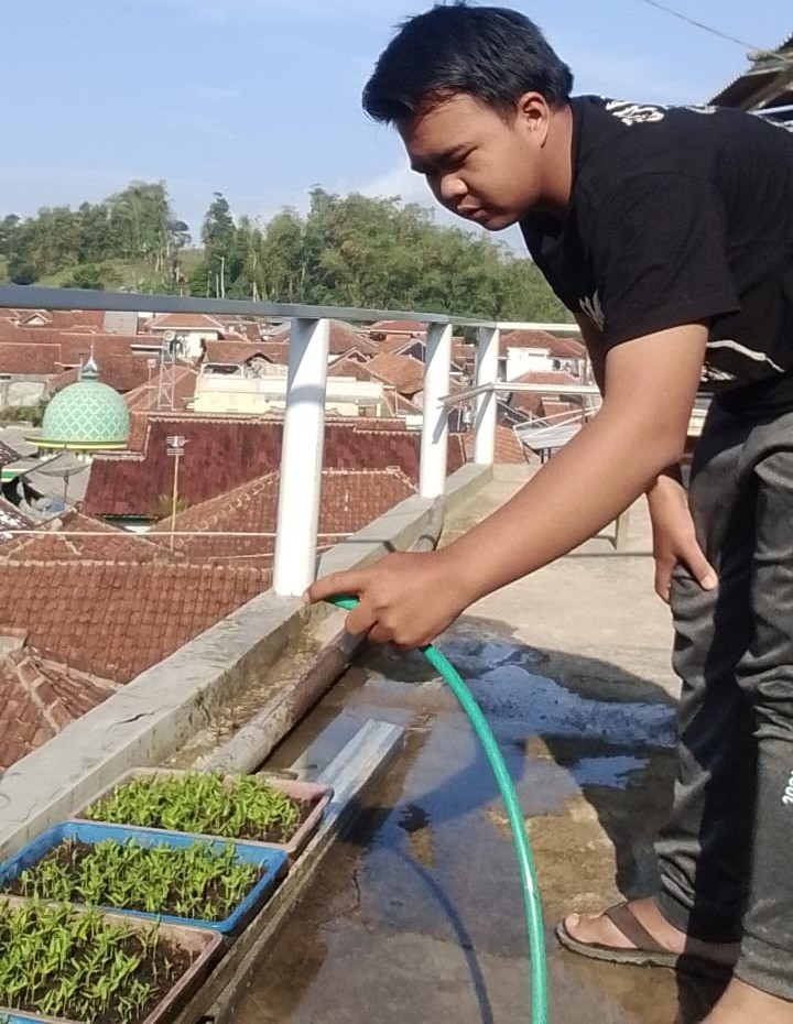 Menyiram benih cabai